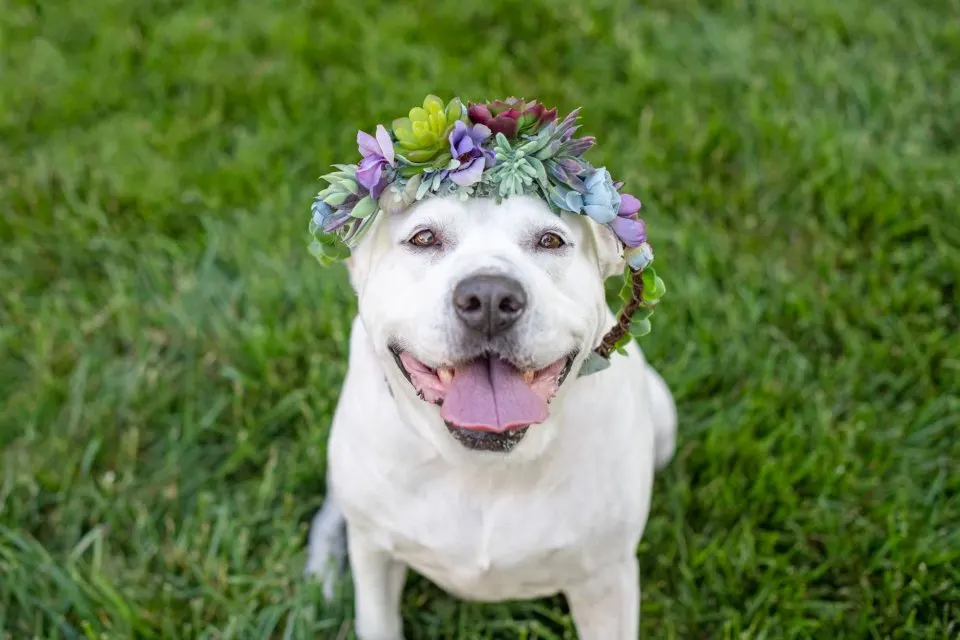 Hund mit Blumenkranz auf dem Kopf