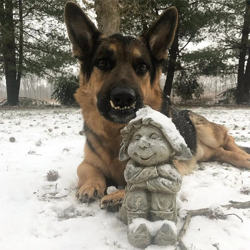 Hund mit Zwergwuchs liegt im Schnee