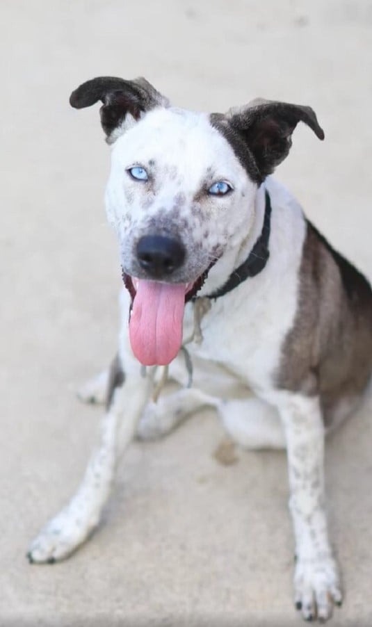 Hund mit blauen Augen