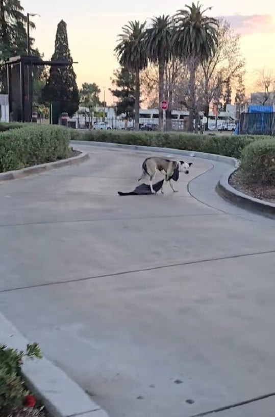 Hund mit etwas Seltsamen um den Hals