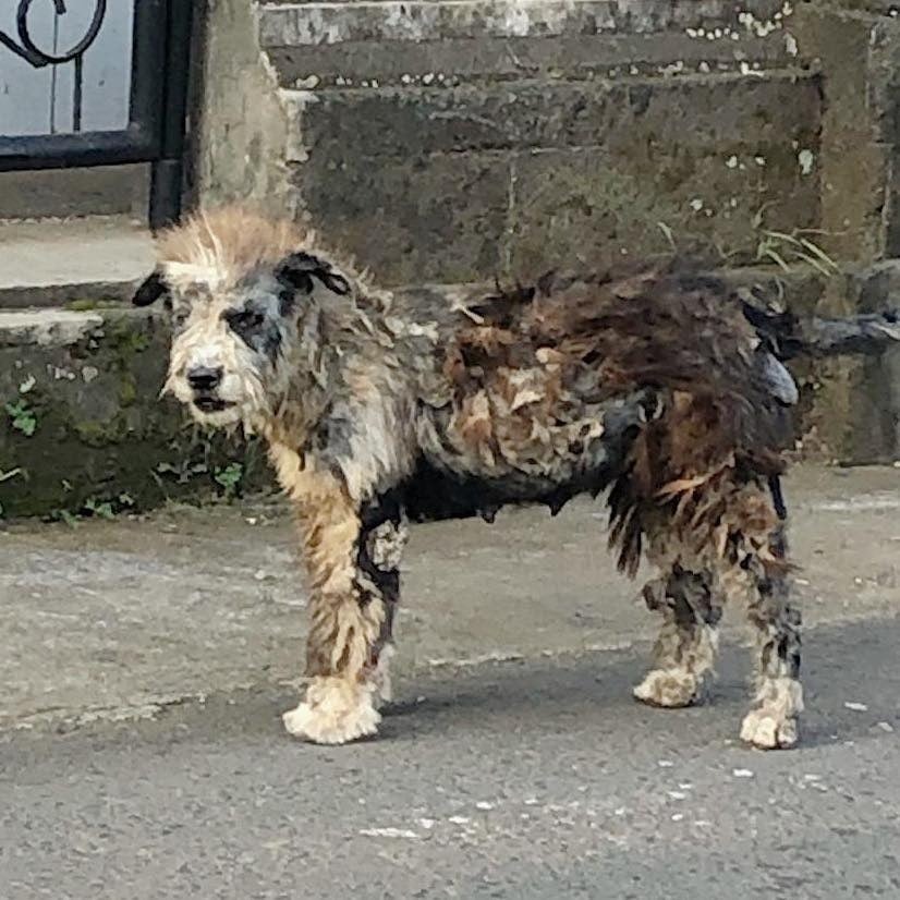 Hund mit verfilztem Fell auf der Strasse