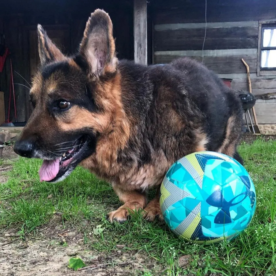 Hund neben einem Ball