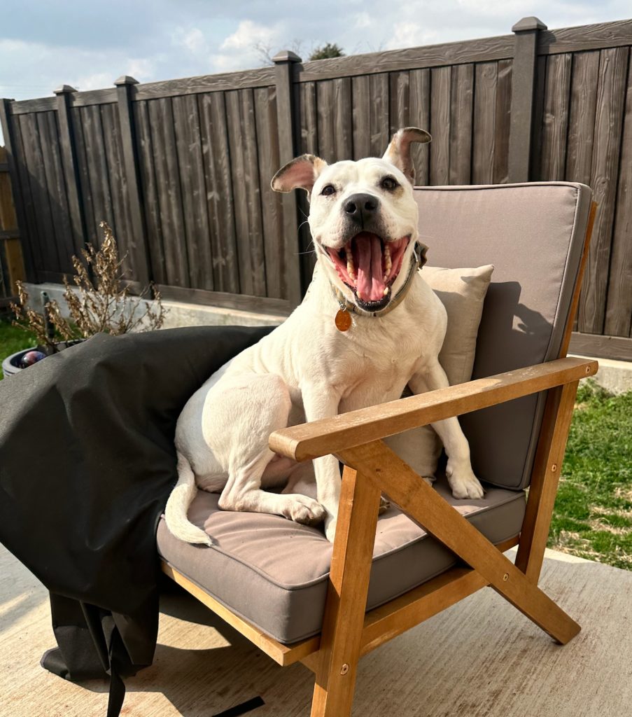 Hund sitzt auf einem Gartensessel