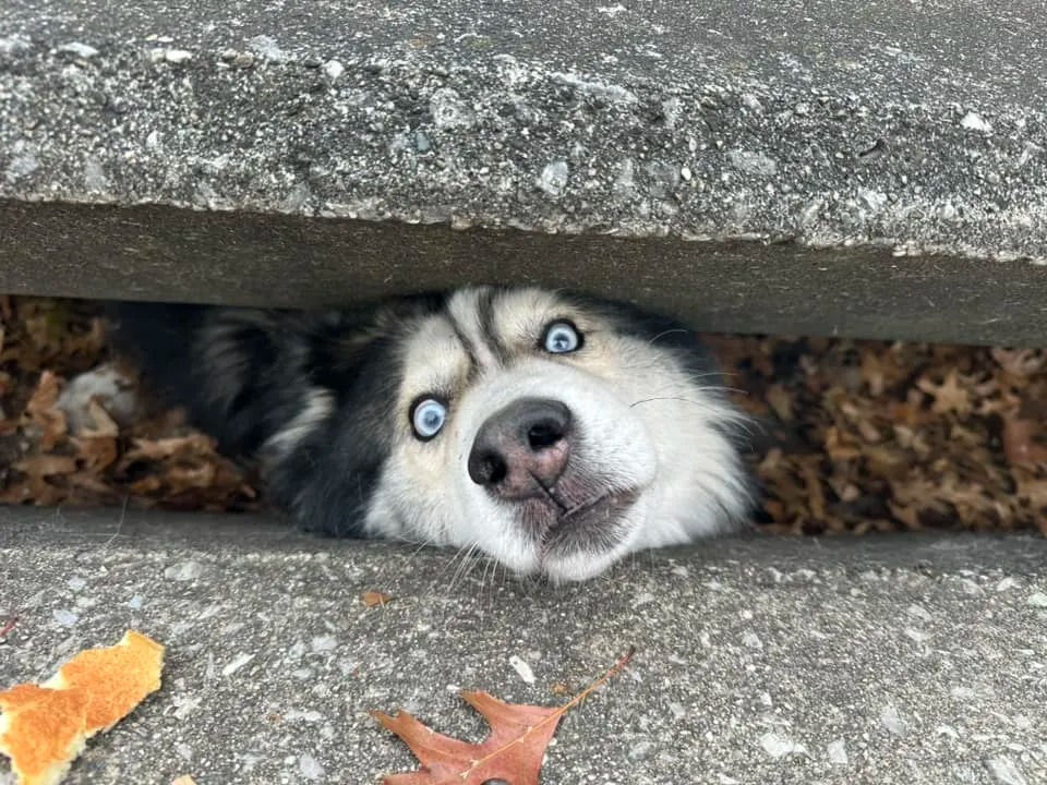 Hund steckt im Abwasserkanal fest