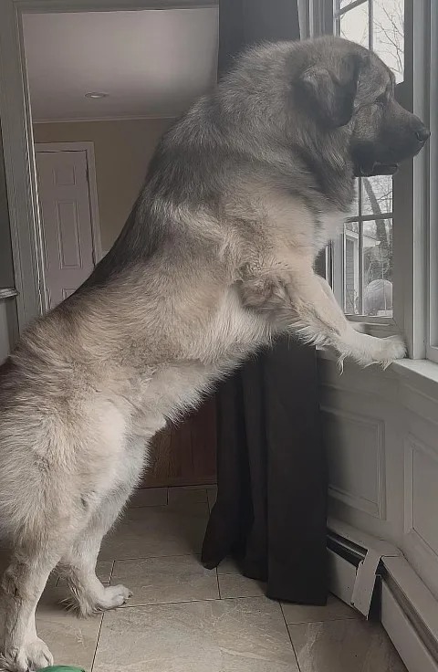 Hund steht am Fenster