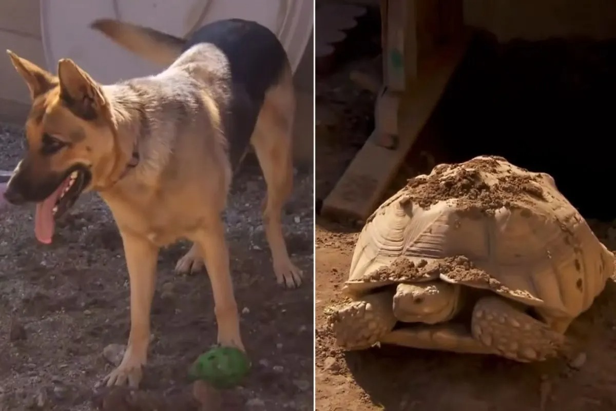 Hund und Schildkroete