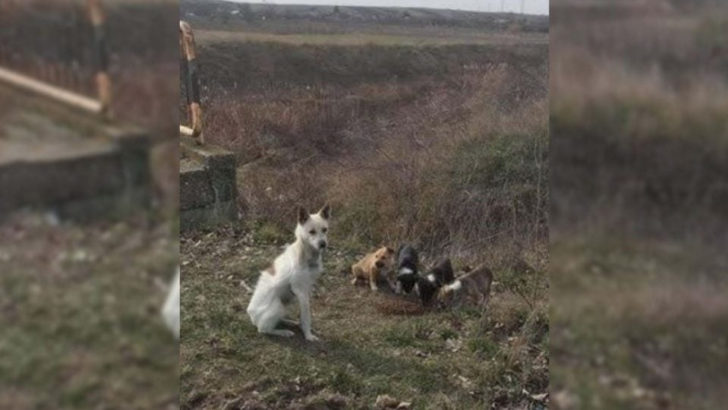 Hundefamilie, die unter einer Brücke ausgesetzt wurde, kämpfte ums Überleben, bis die Retter zu Hilfe kamen