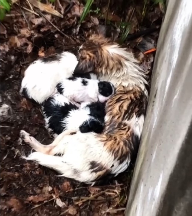 Hundemama und ihre Babys liegen im Regen