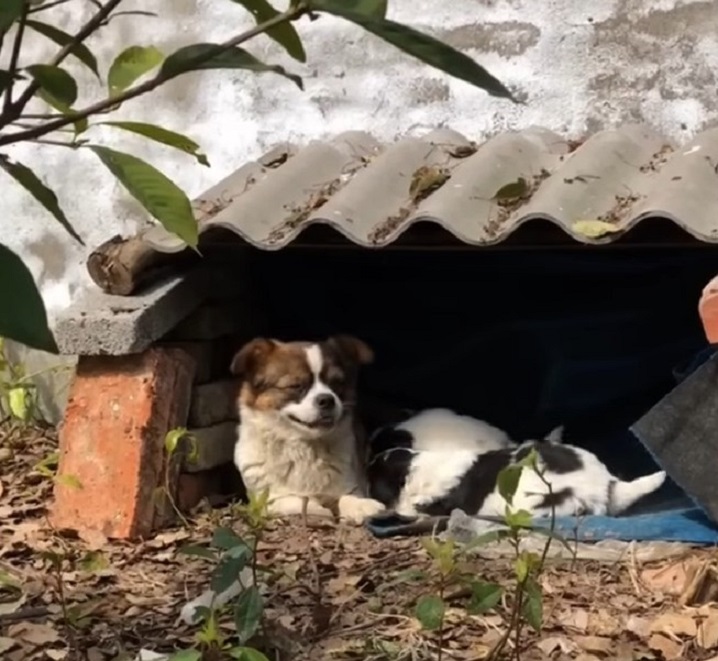 Hundemama und ihre Welpen im kleinen Hundehaus