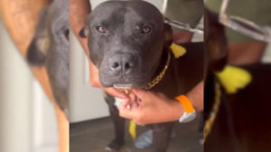 Hund den niemand wollte wegen seiner Farbe