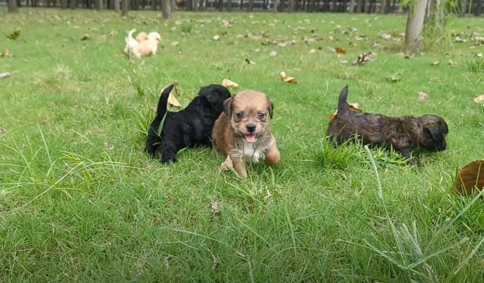 Kleine Welpen laufen auf Gras