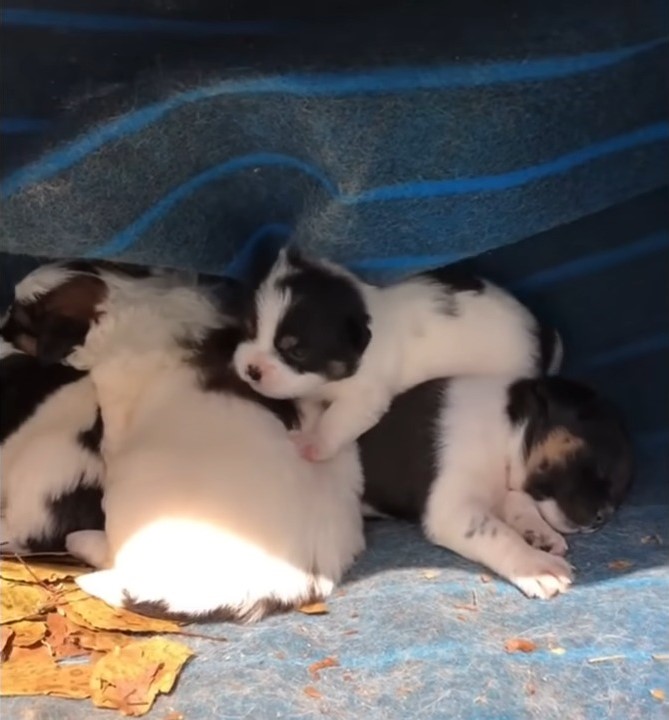 Kleine Welpen liegen nebeneinander