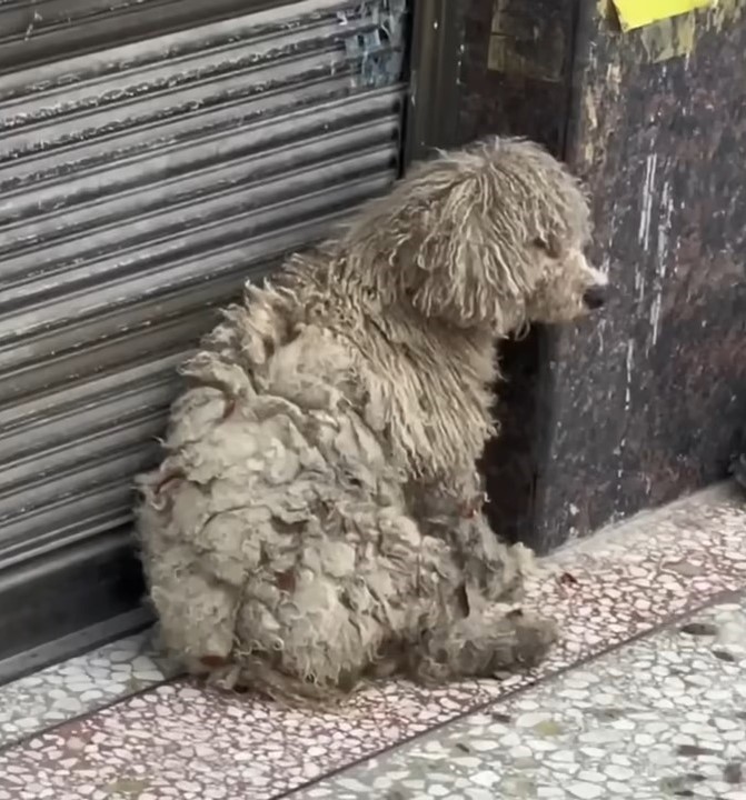 Kleiner Hund allein in der Kaelte