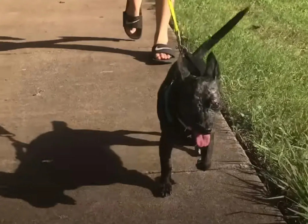 Kleiner Hund an der Leine geht spazieren