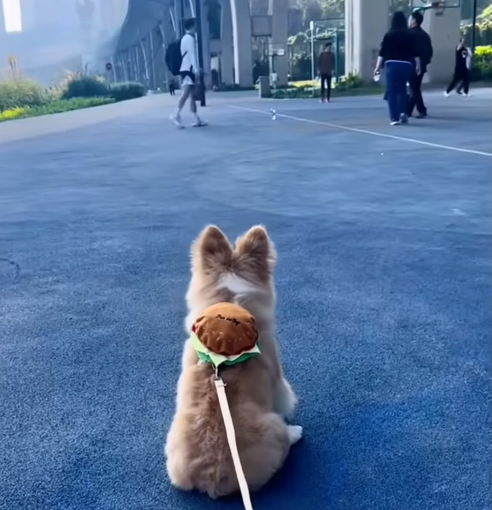 Kleiner Hund an der Leine sitzt