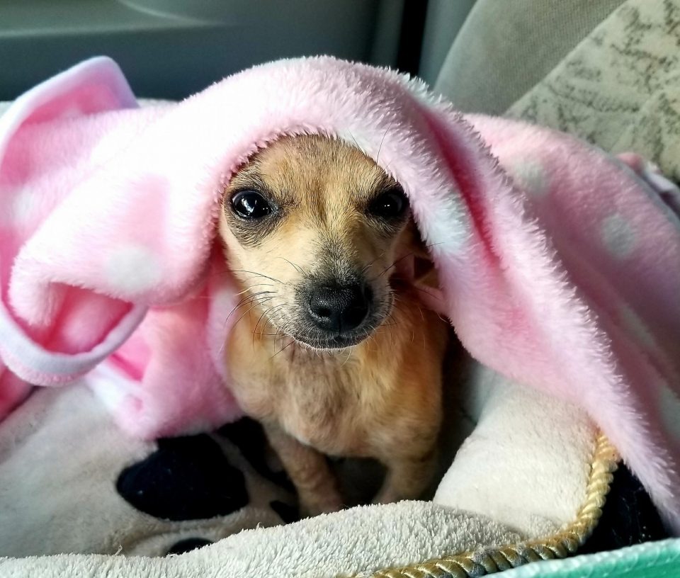 Kleiner Hund bedeckt mit einer rosa Decke