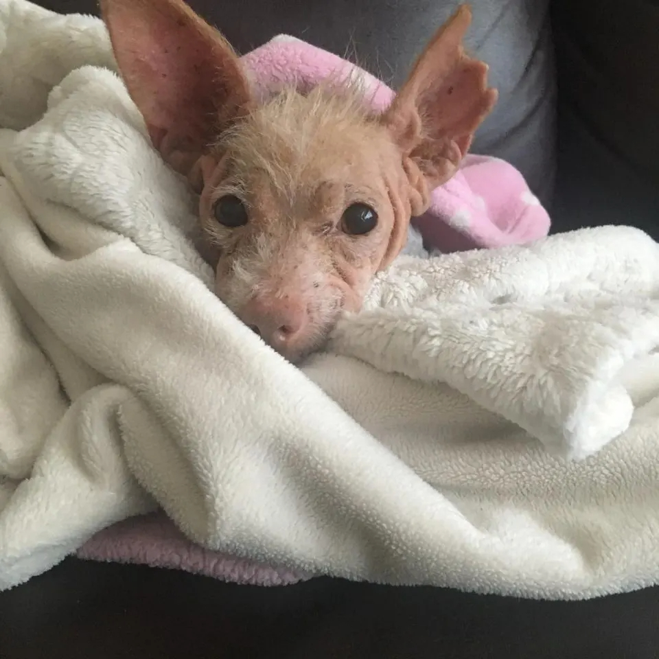 Kleiner Hund liegt auf einer Decke