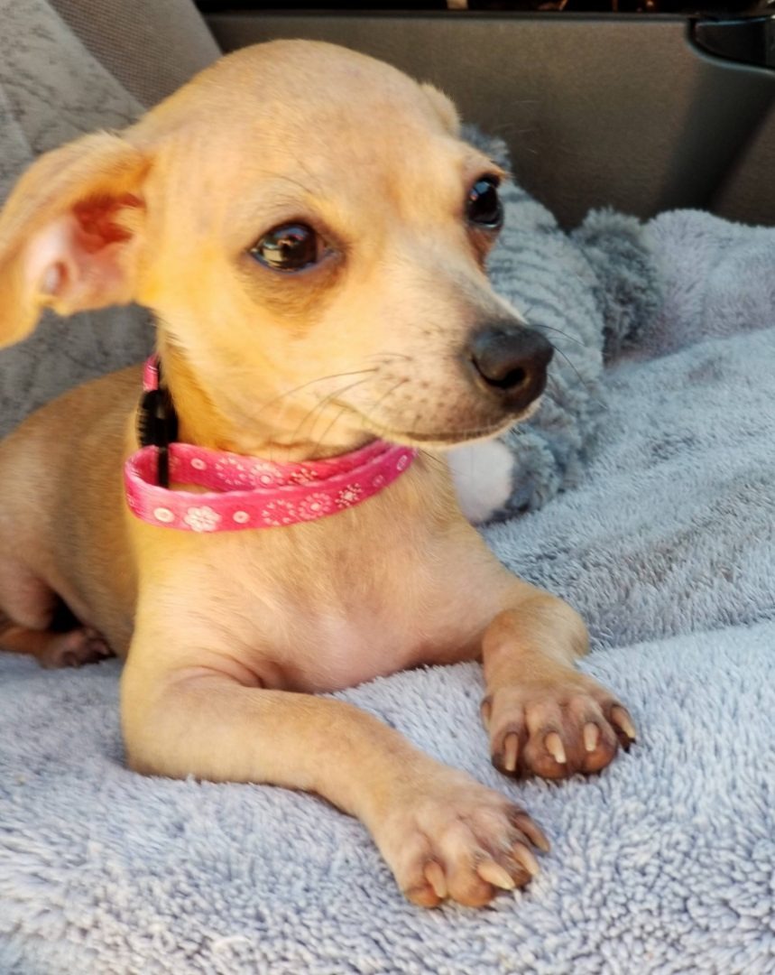 Kleiner Hund mit rosa Halsband