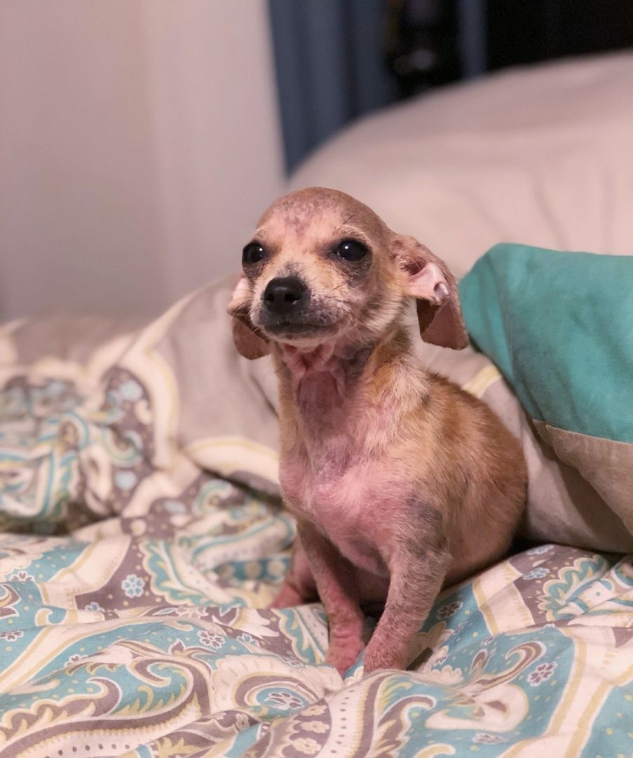 Kleiner Hund sitzt auf einem Bett