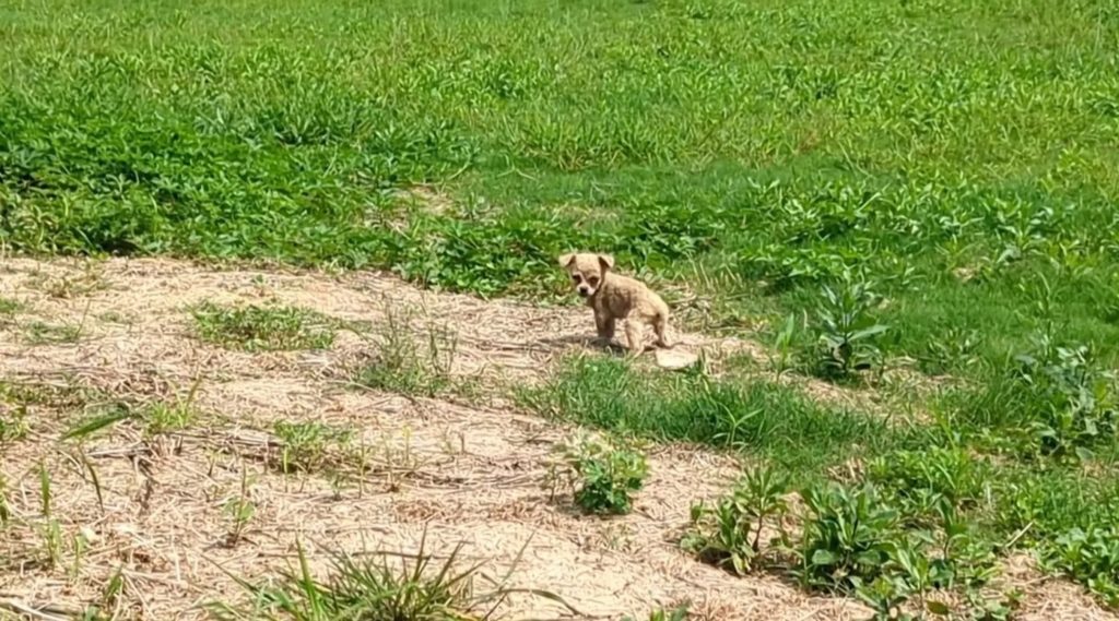 Kleiner Welpe alleine auf einem Feld