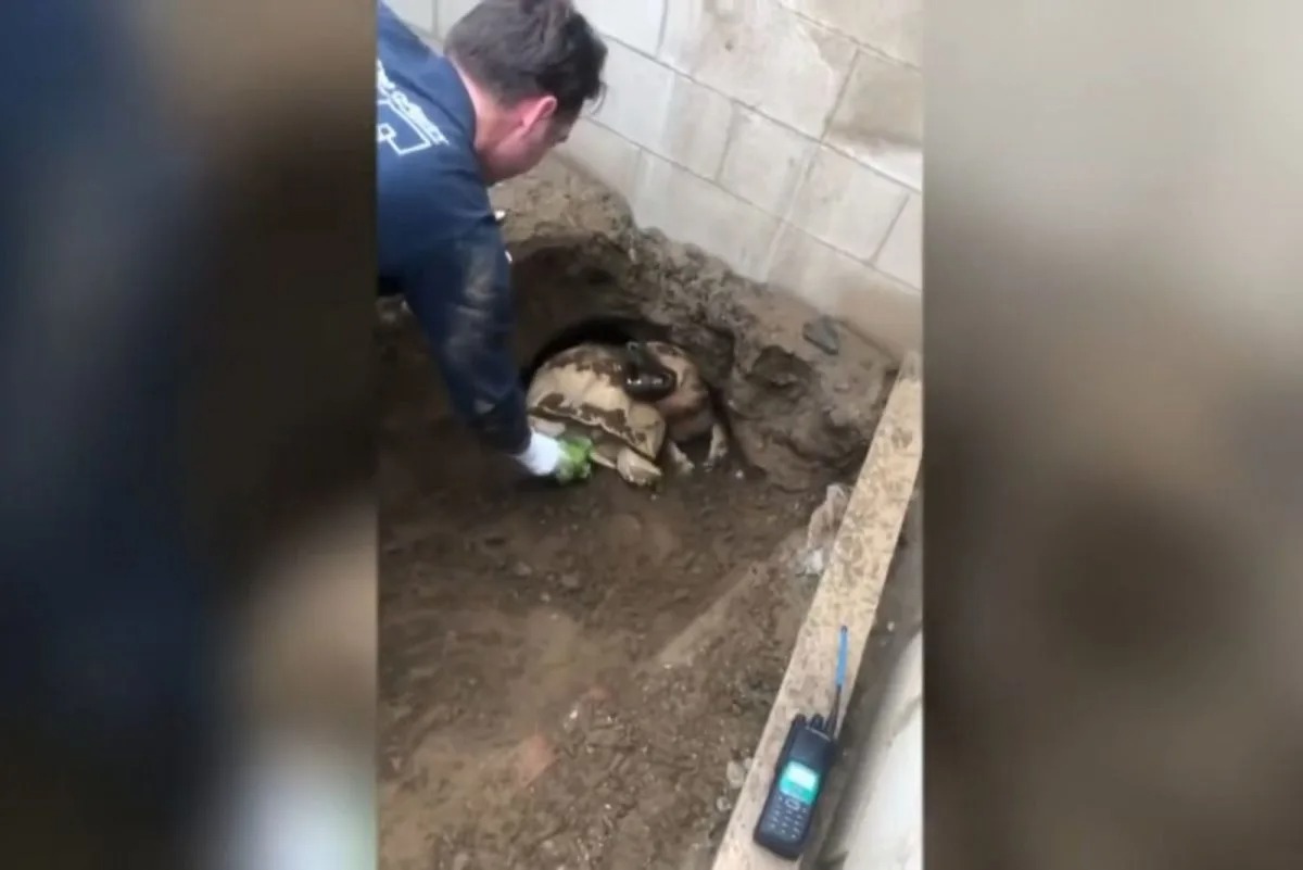 Mann rettet Hund aus Tunnel