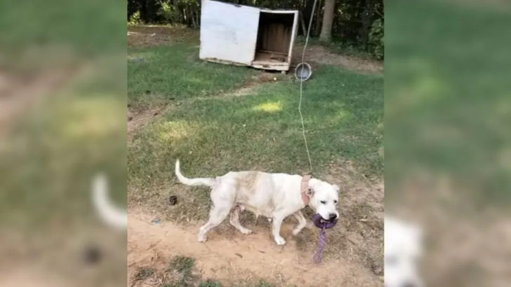 Retter konnten nicht glauben, dass dieser Hund jahrelang angekettet war, also beschlossen sie zu helfen