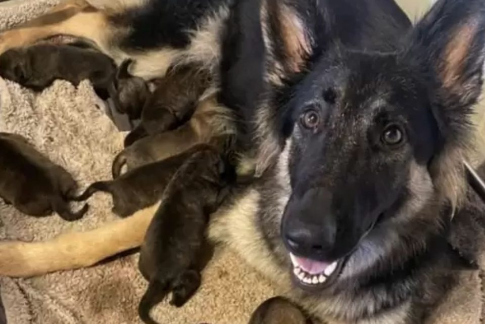 Schaeferhund Maedchen liegt mit ihren Hundebabys