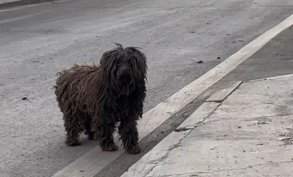 Schwarzer Hund steht auf der Strasse