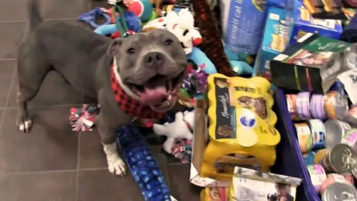 Tierheimtiere hatten die Chance, unter den Weihnachtsbaum zu schauen und alle bekamen das beste Geschenk