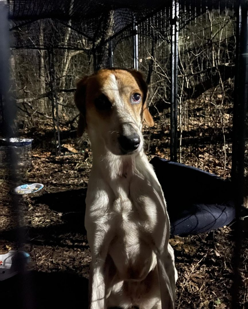 Vermisster Hund endlich eingefangen