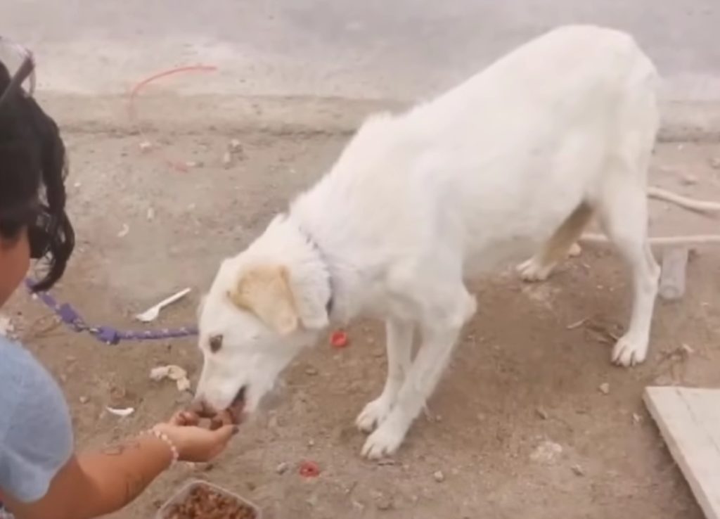 Weisser Hund bekommt Futter von einer Frau