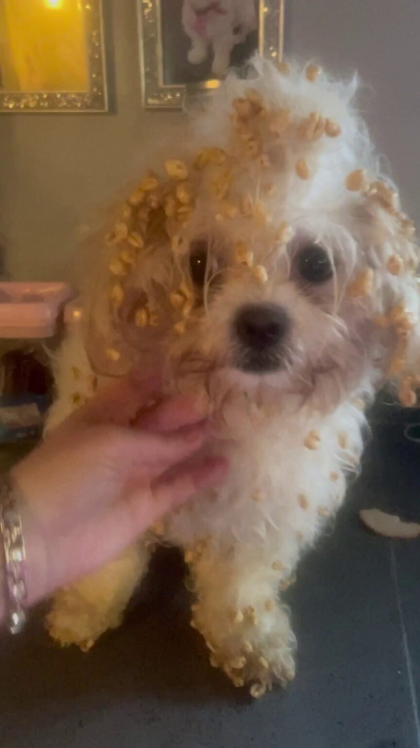 Weisser Hund mit Zuckerflocken bedeckt