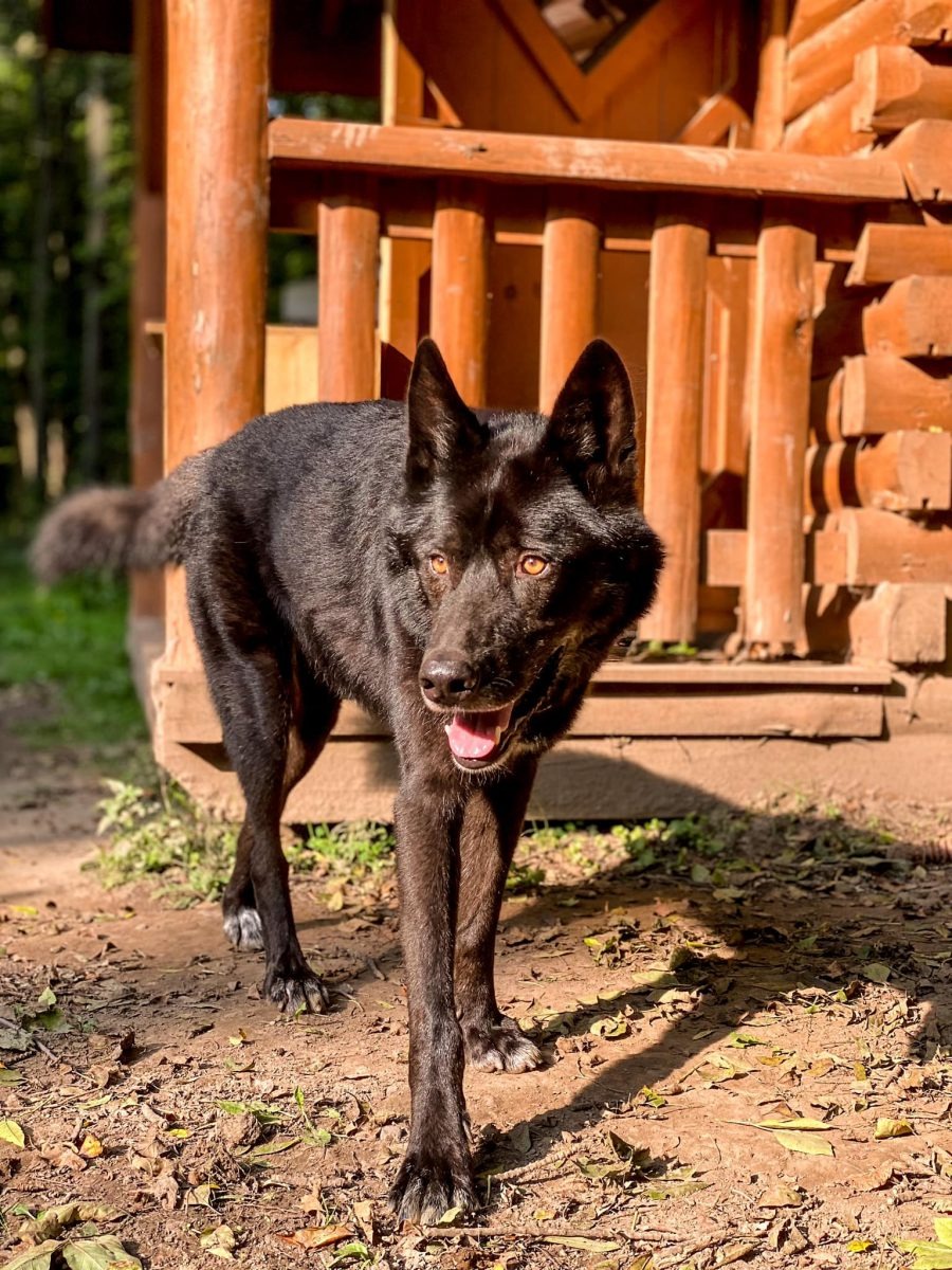 Wolfshund in einer Tierrettungsorganisation