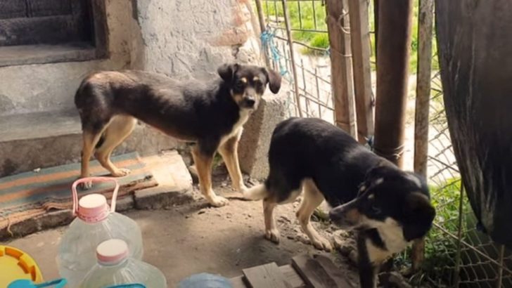 Zwei Hunde, die im Tierheim ausgesetzt wurden, verstecken sich so lange vor Menschen, bis sie lernen, was Liebe ist