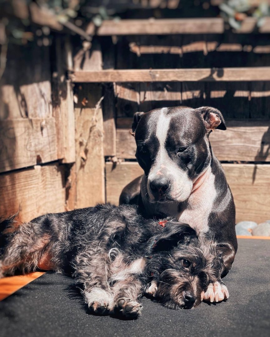 Zwei Hunde liegen nebeneinander