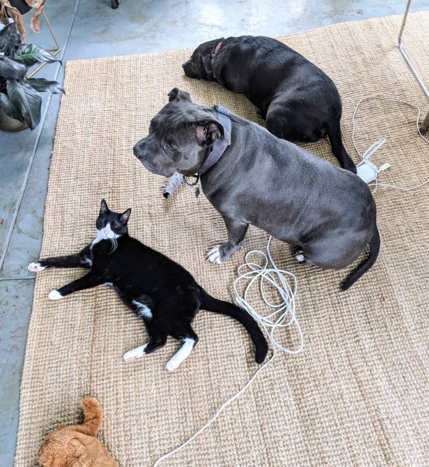 Zwei Hunde und eine Katze