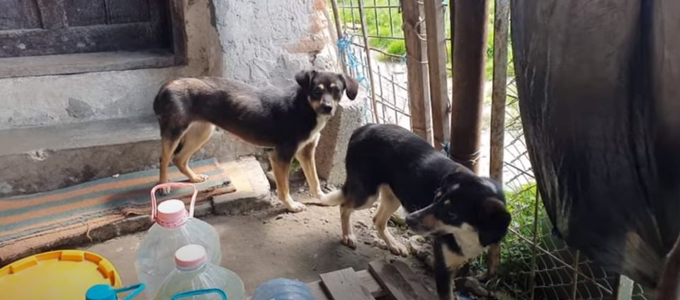 Zwei veraengstigte Hunde im Zwinger