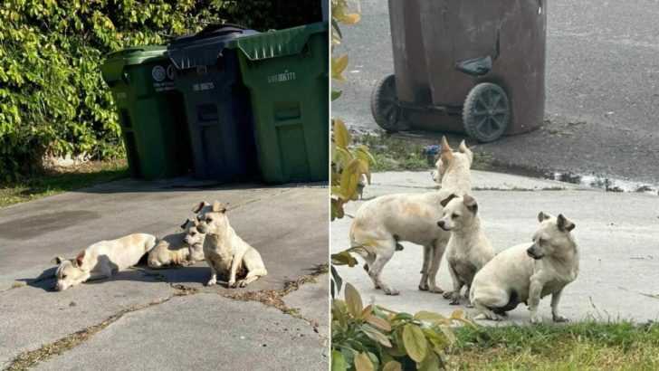 3 ausgesetzte Welpen blieben durch alle Schwierigkeiten zusammen und trafen eine erstaunliche Person