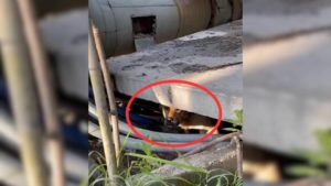 Hund versteckt unter Metallrohren
