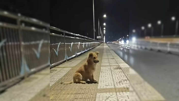 Ausgesetzter Welpe wartete wochenlang an einer Straßenbrücke auf seinen Besitzer, weil er glaubte, dass dieser zurückkehren würde