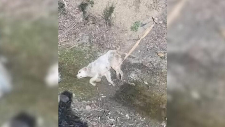 Die Hündin konnte nicht aufhören zu weinen, als sie gerettet wurde, nur um später herauszufinden, dass sie gestillt hat