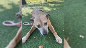 Hund liegt auf Gras