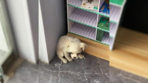 Welpe rennt in einen Laden und bittet um Hilfe