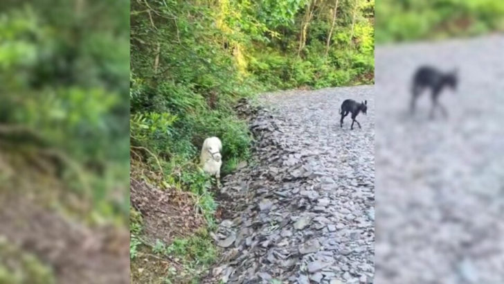 Eine Frau, die mit ihrem Hund spazieren geht, stolpert über ein seltsames Fellknäuel, das aus einem Graben herausschaut