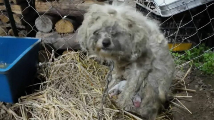 Eine ängstliche Hundemama, die an einer verlassenen Fabrik angekettet war, konnte keine Milch für ihre Babys produzieren