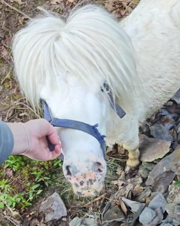 Frau findet Pony beim Spaziergang