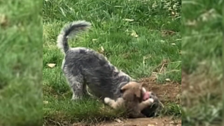 Frau musste lachen, als sie sah, was ihr Hund mit dem neuen Welpen machte 