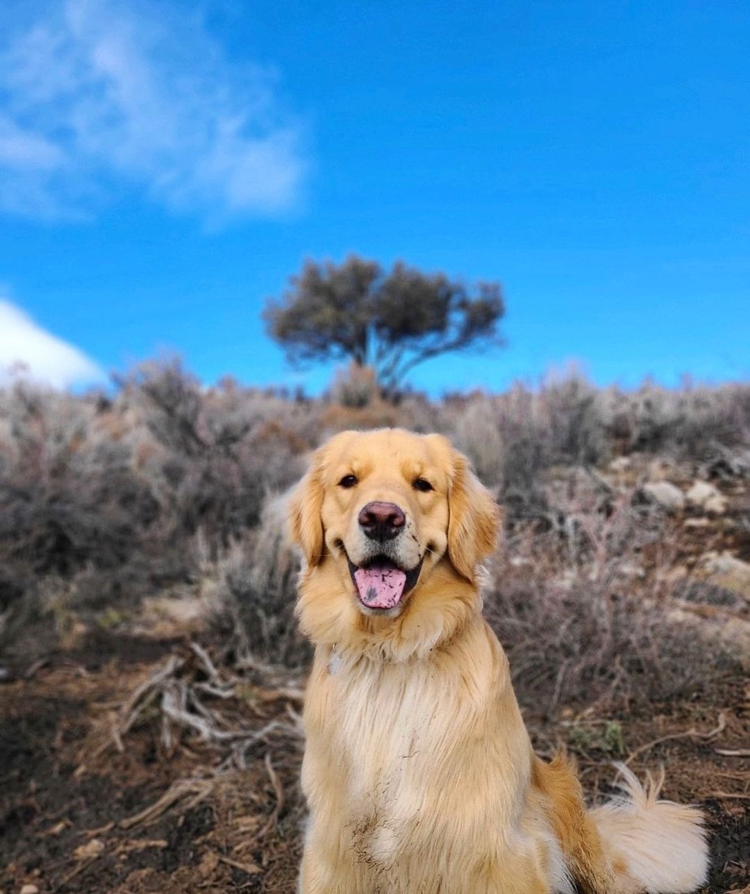 Golden Retriever in der Natur