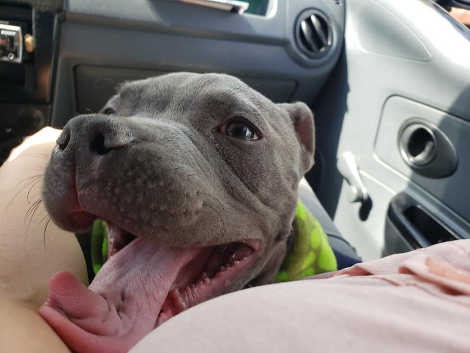 Grauer Hund im Auto