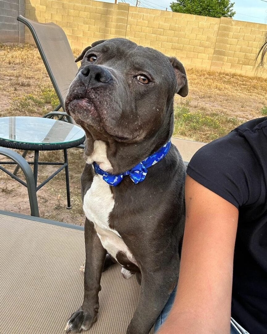 Grauer Hund mit blauem Halsband